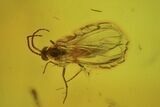 Fossil Fly Swarm (Diptera) In Baltic Amber #234486-2
